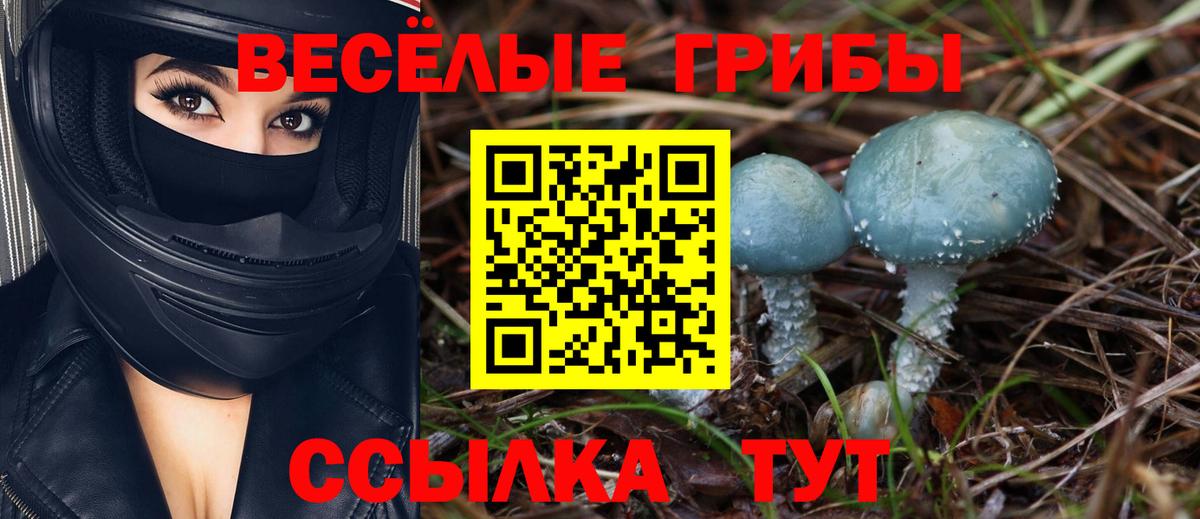 Псилоцибиновые грибы прущие грибы Приморско-Ахтарск